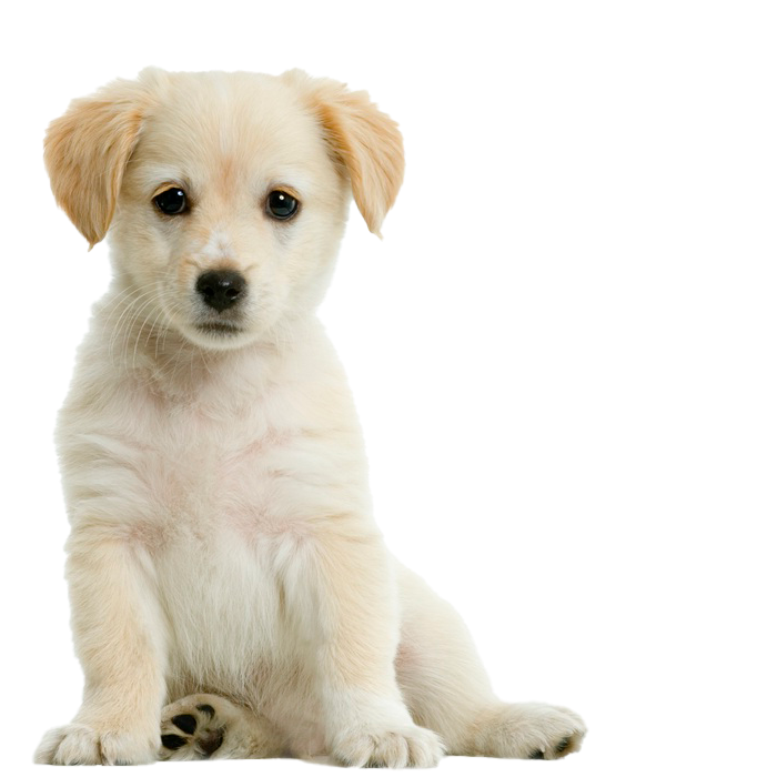 labrador-retriever-cream-puppy-700w-reversed