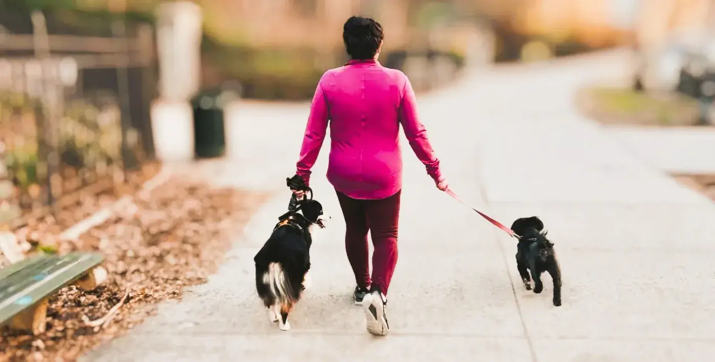 Professional dog walker walking tow dogs on sidewalk.
